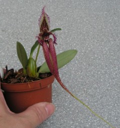 Bulbophyllum fascinator 