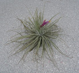 Tillandsia magnussiana