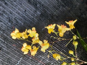 Oncidium Tiny Twinkle gelb (Laura)