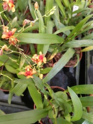 Oncidium Tiny Twinkle kupferfarben