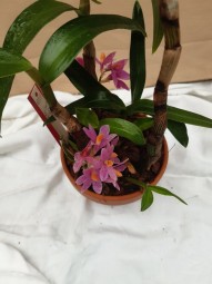 Dendrobium hibiki