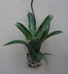 Neoregelia pauciflora